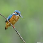 The Kingfisher