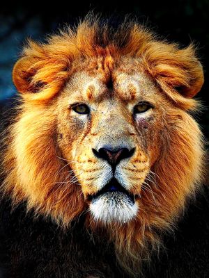 The King's new haircut P3160730