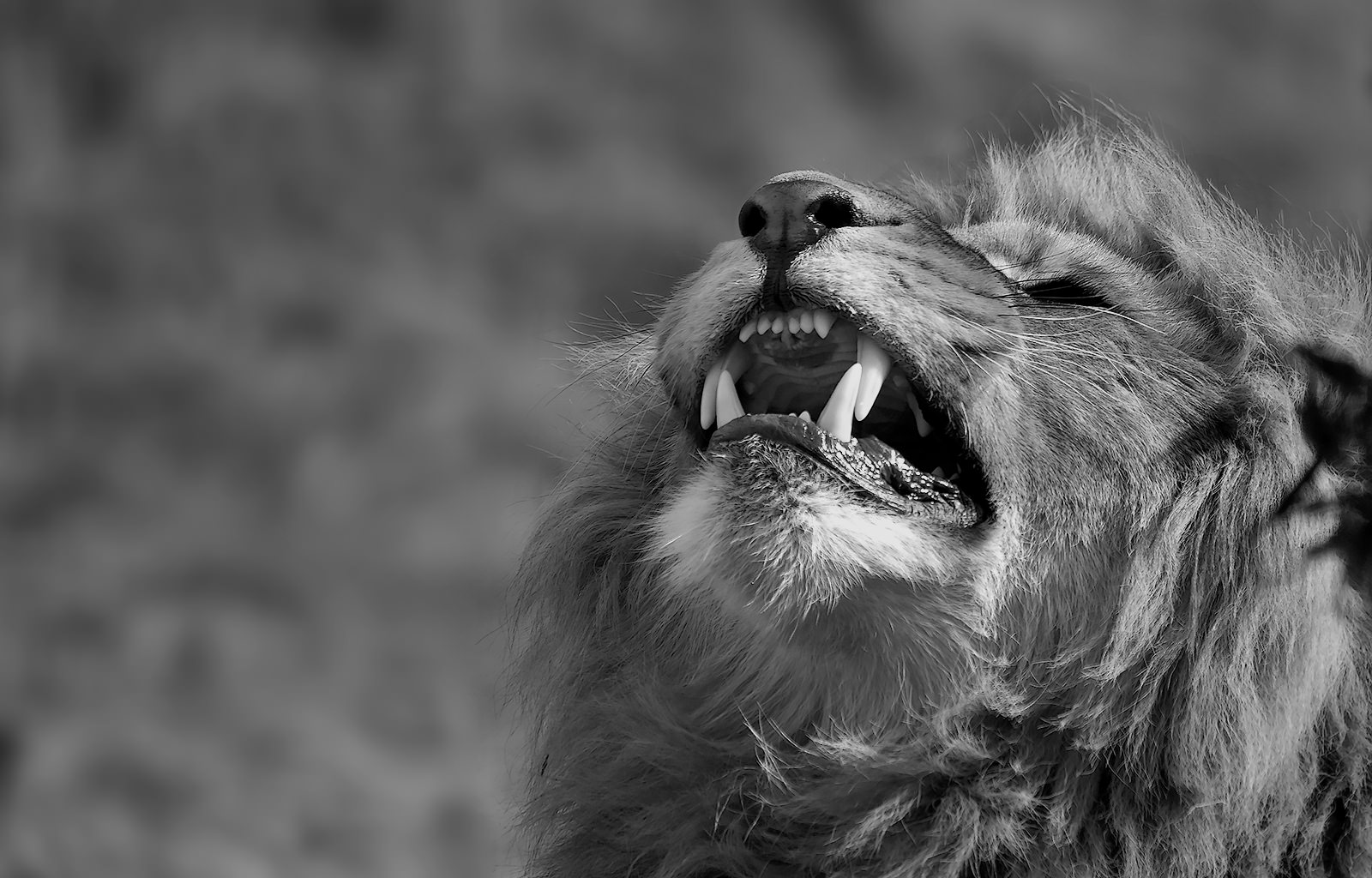 The King's smile - BW