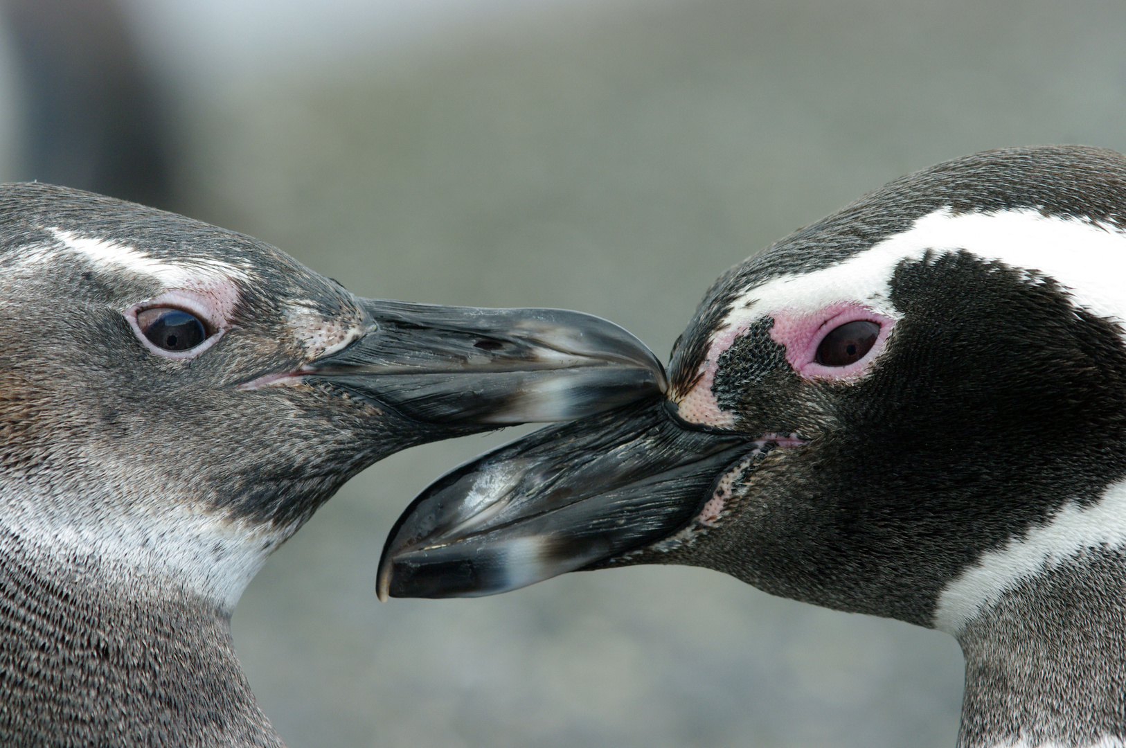 THE KISS