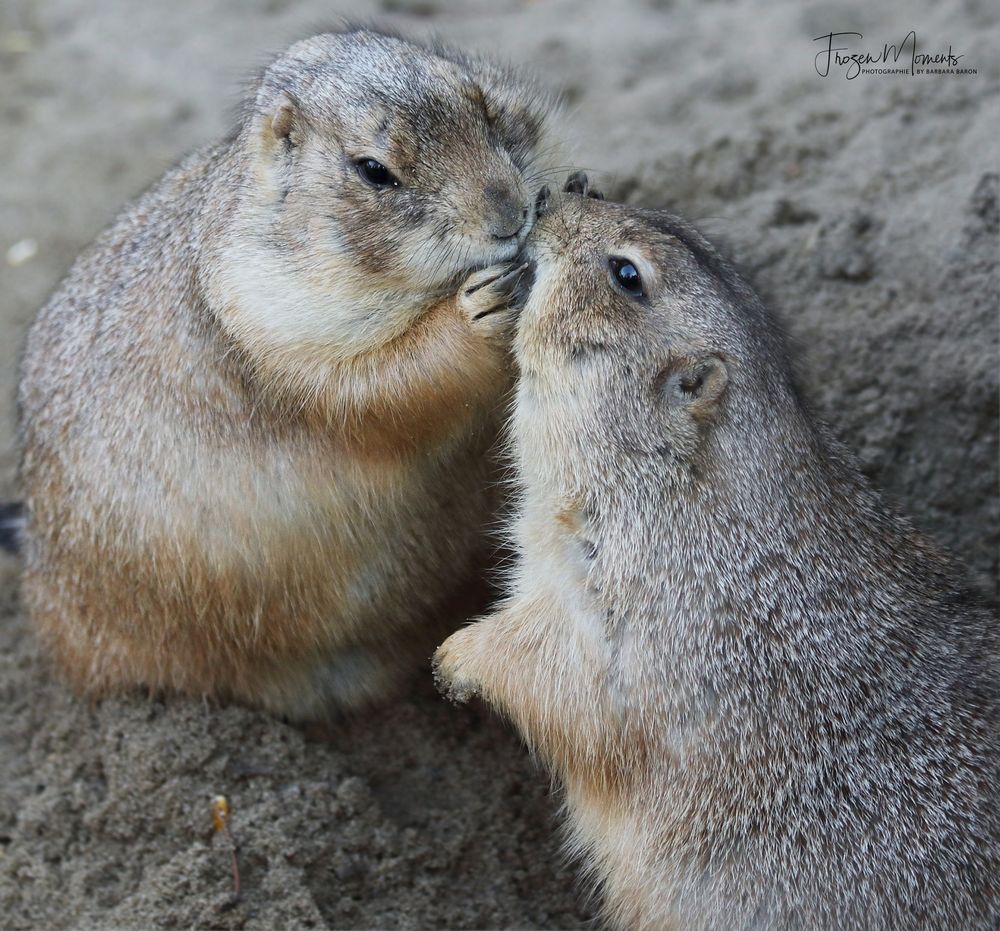 THE KISS