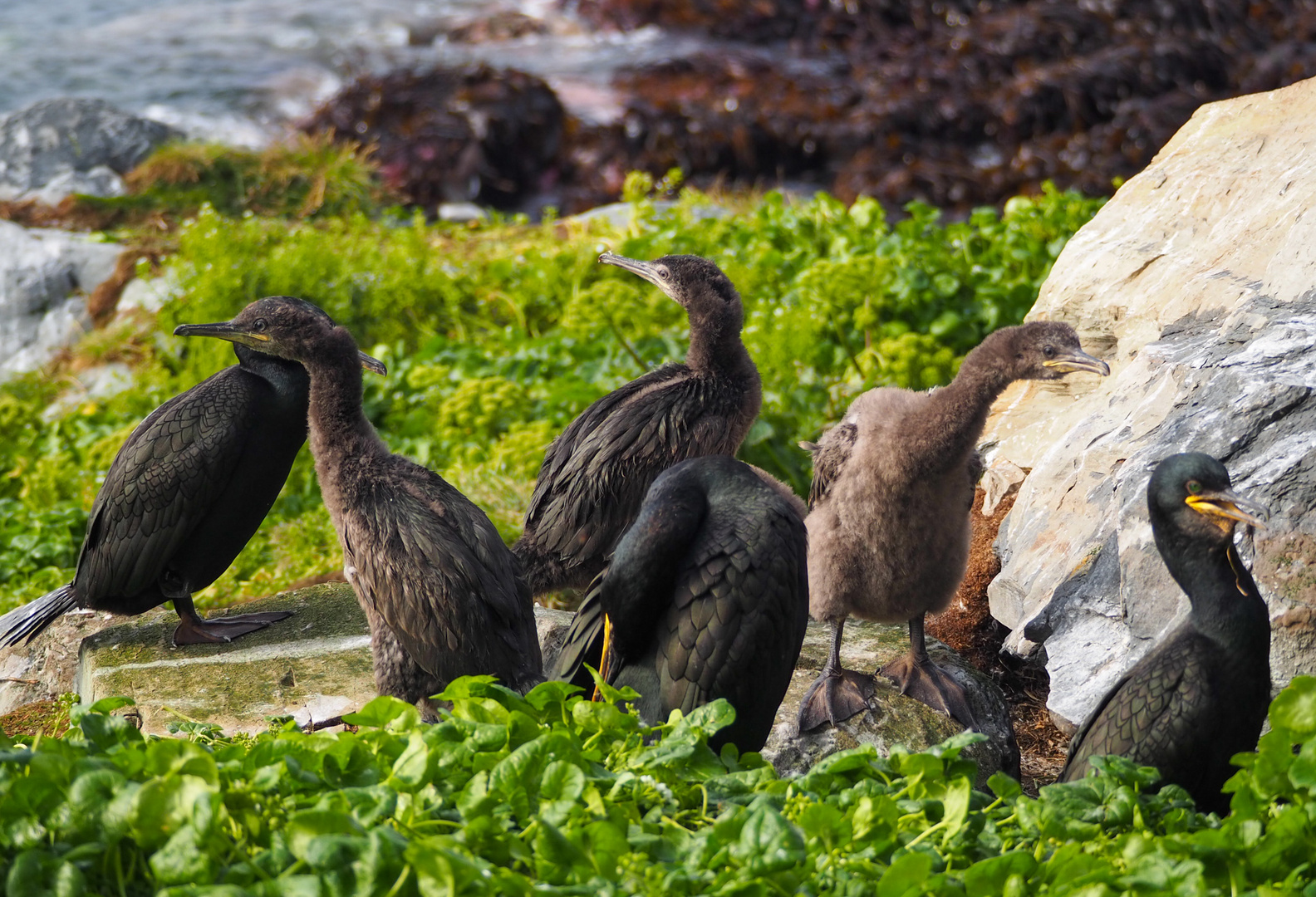 The Kormoran Family 