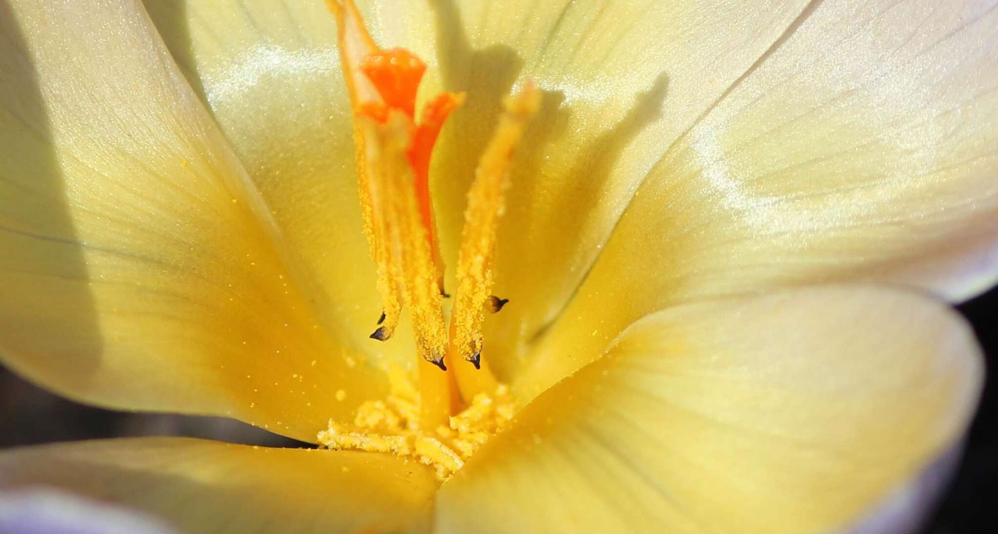 The Krokus-Inside....Safran macht den Kuchen gehl....