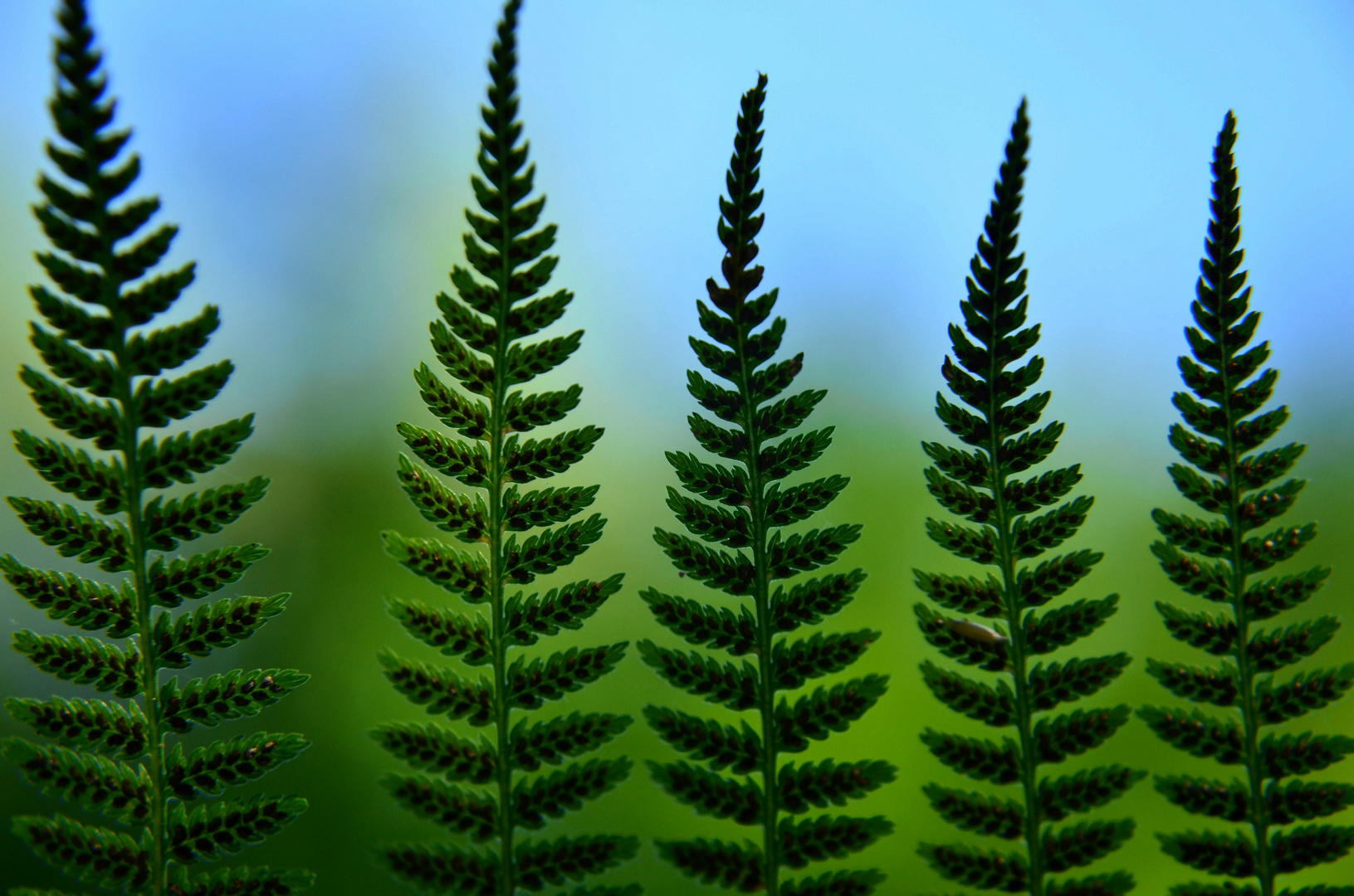 The lady fern --- Athyrium filix-femina (L.) Roth