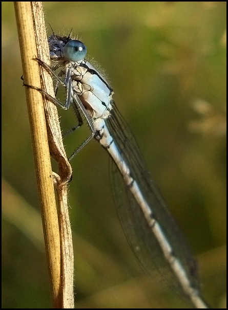 The Lady In Blue