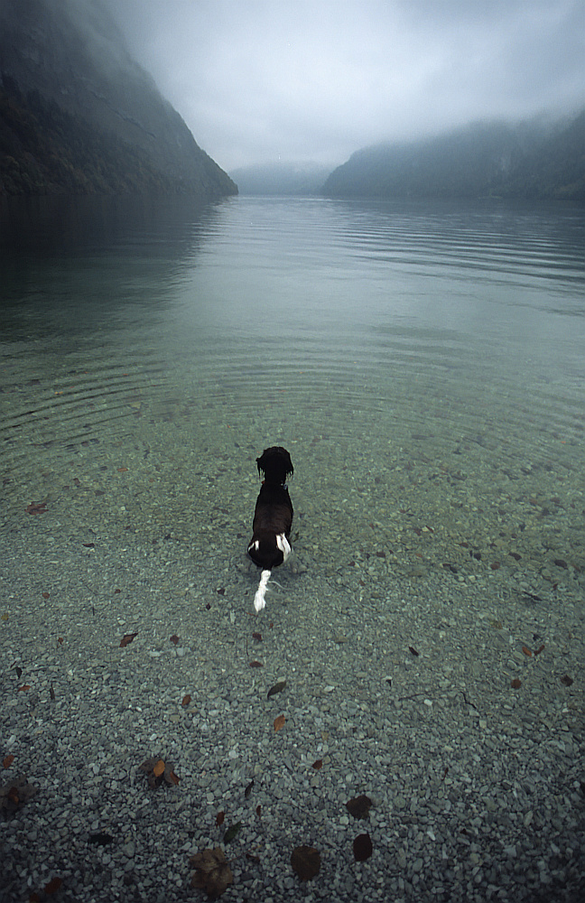 The Lady of the lake .....