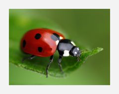 the ladybeetle