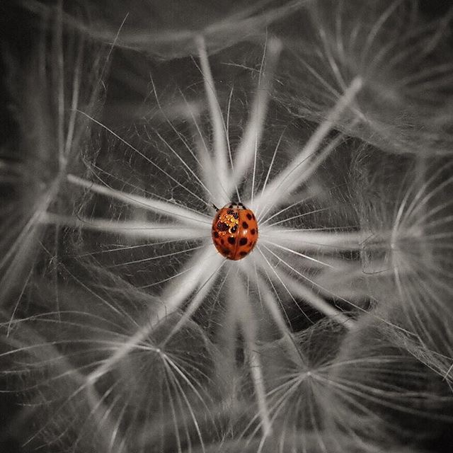 The ladybug 
