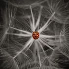 The ladybug 