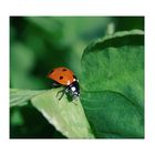 the ladybug