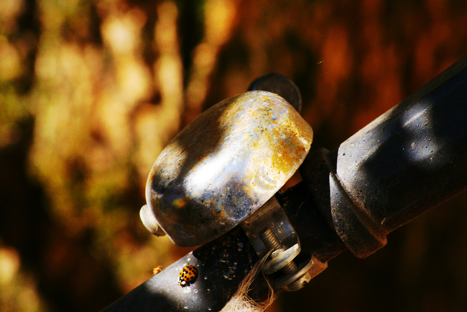 The Ladybug and the Bike Bell