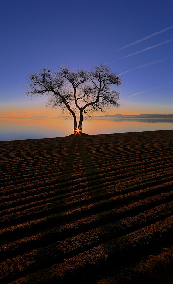 The lake and the tree…2