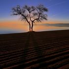 The lake and the tree…2