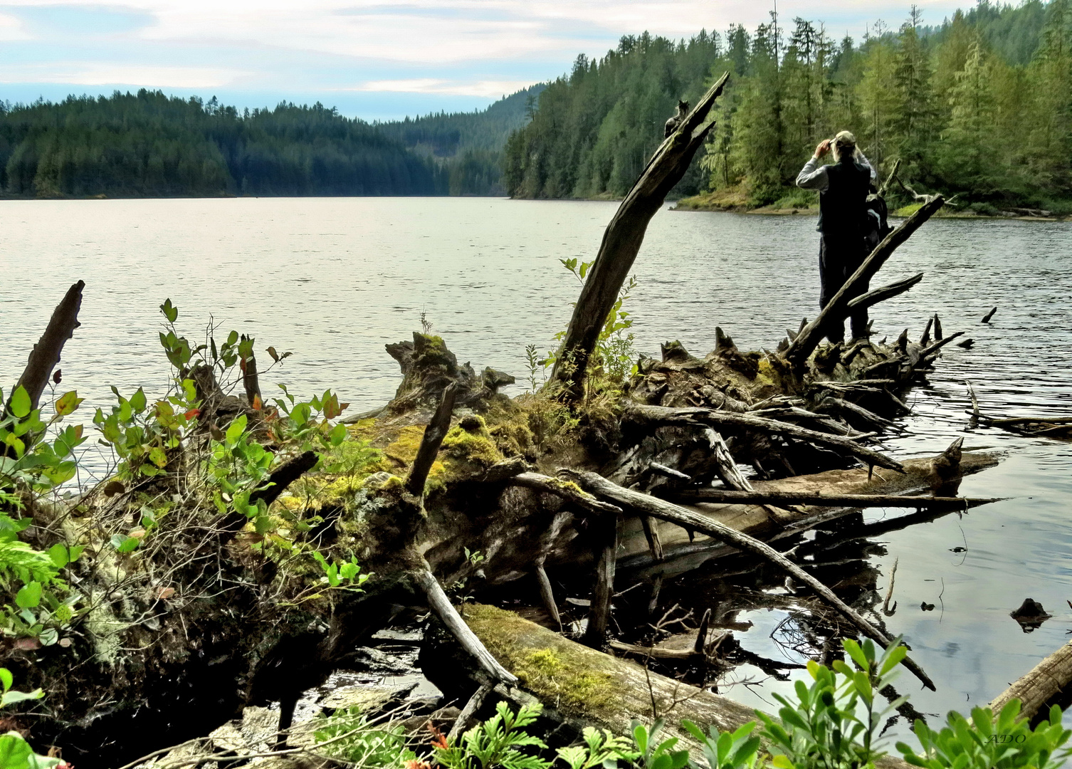 The Lake in the Woods