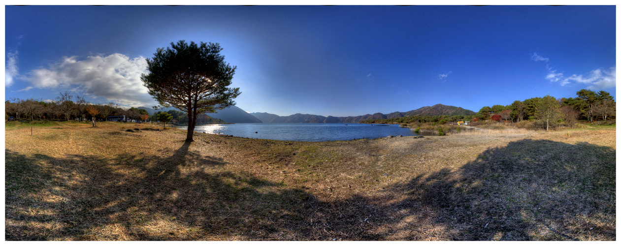 The lakeside with one tree