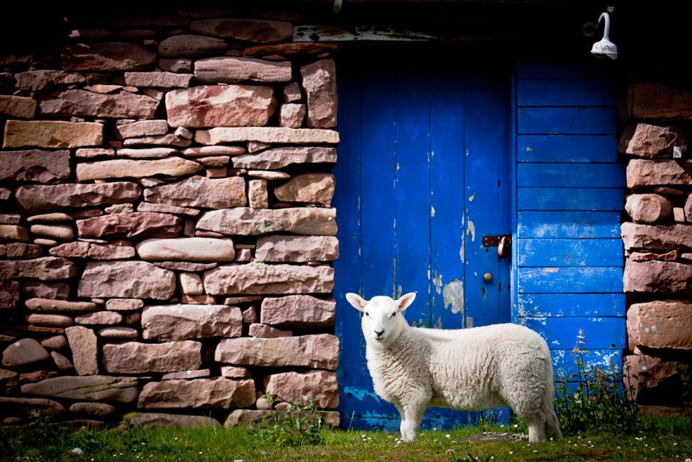 The Lamb(p) lies down on Broadway