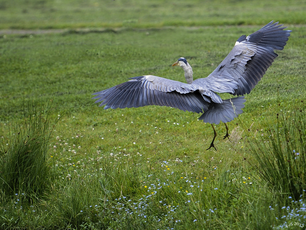 The Landing