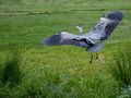 The Landing de Fons van Swaal