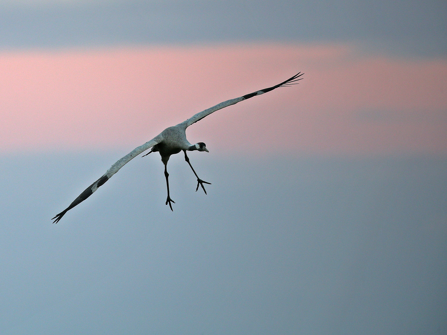 The landing