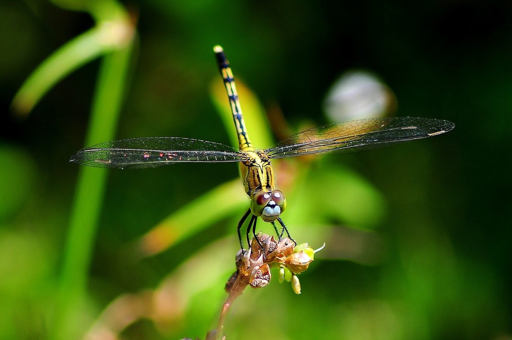 The landing