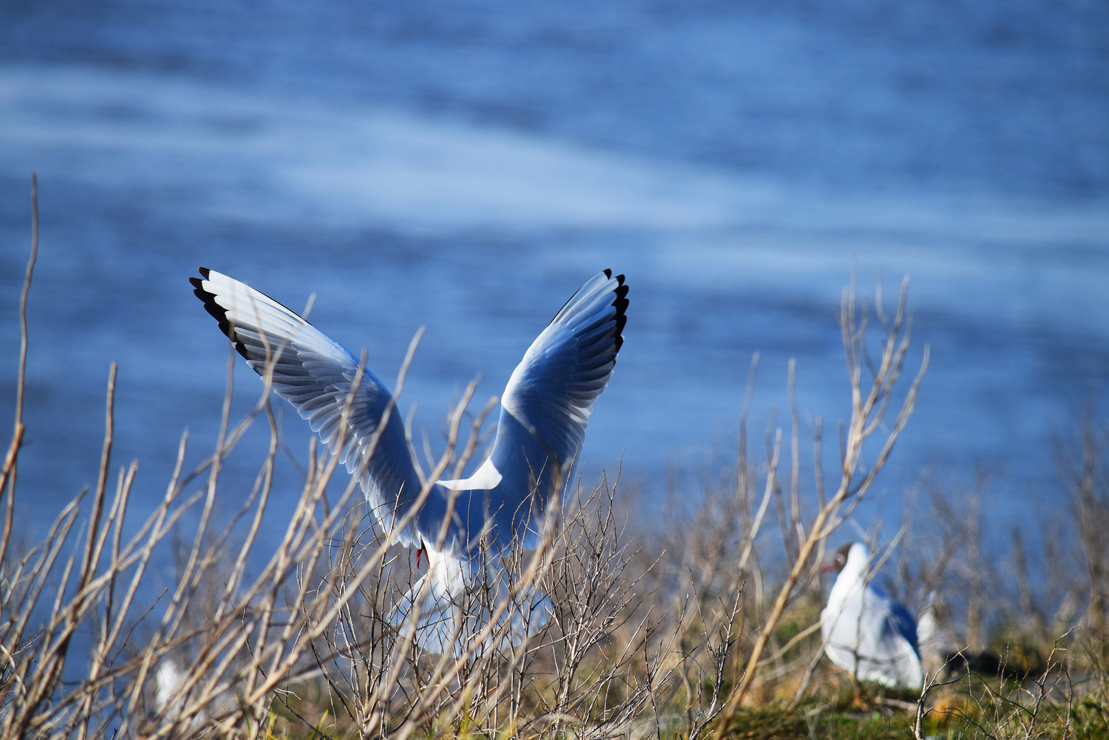 the landing