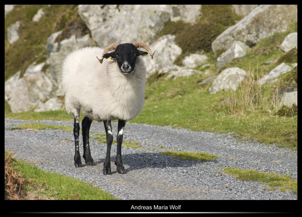 The Landlords of Ireland