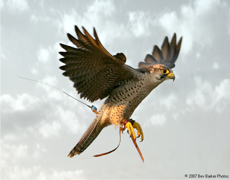 The Lanner Falcon