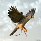 The Lanner Falcon