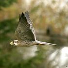 The Lanner Falcon full flight.