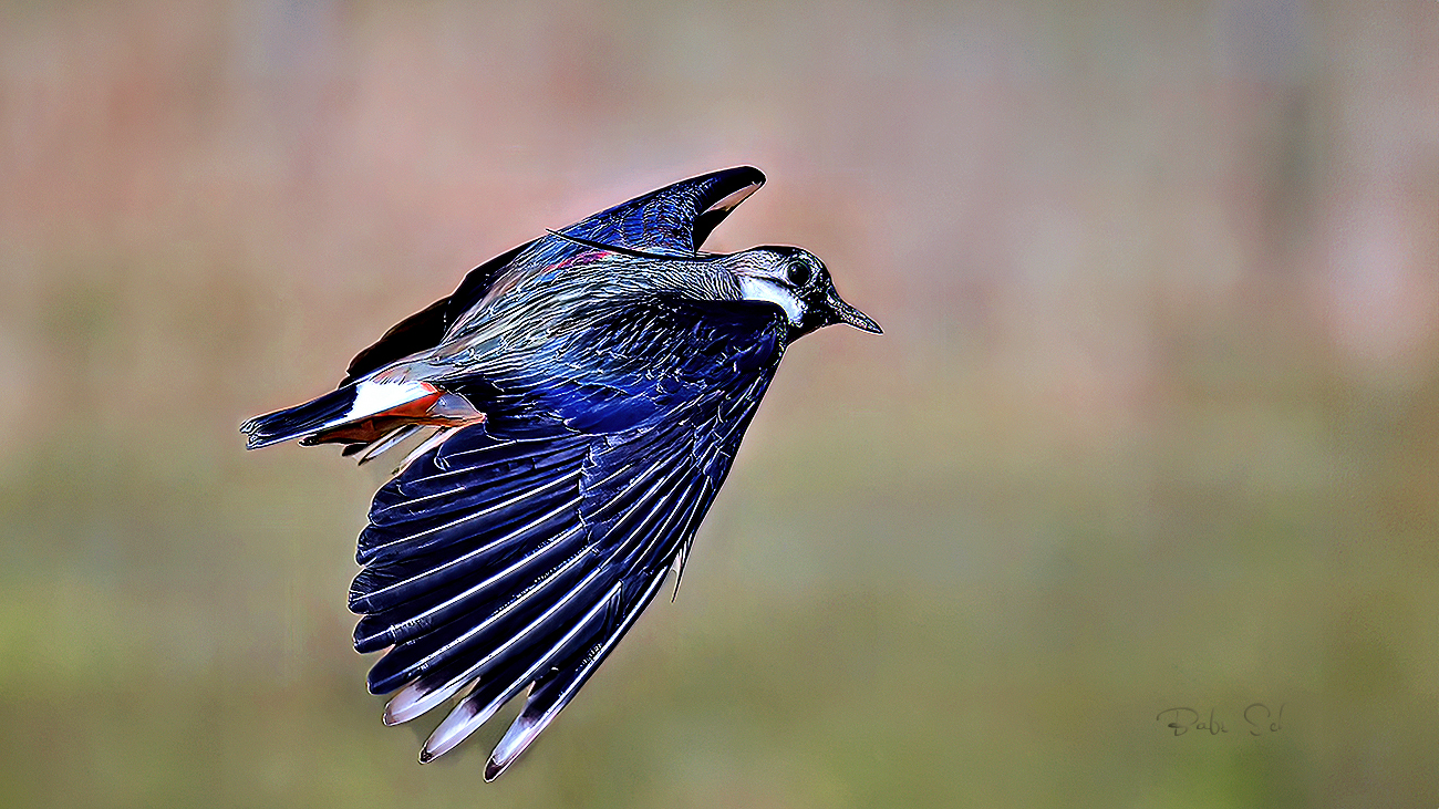 The Lapwing