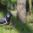 the lapwing bird of the year 2024