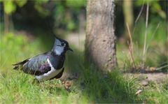 the lapwing bird of the year 2024