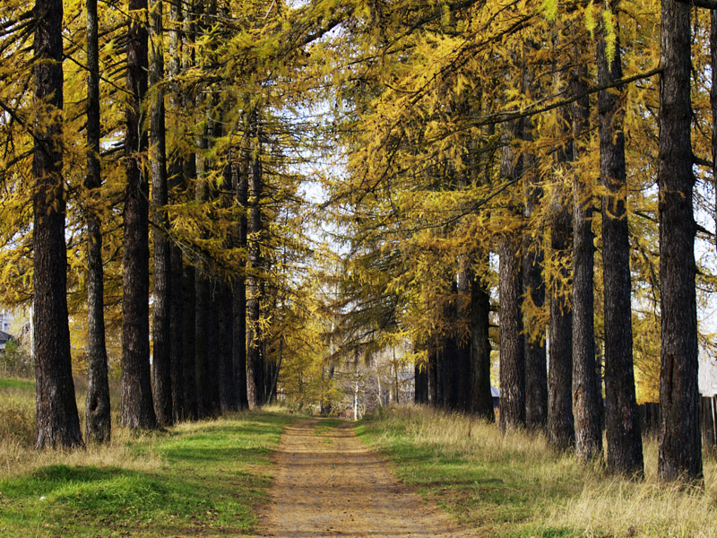 The Larch Alley