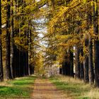 The Larch Alley