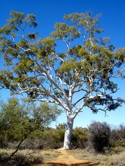 The largest Ghost Gum...