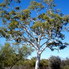 The largest Ghost Gum...