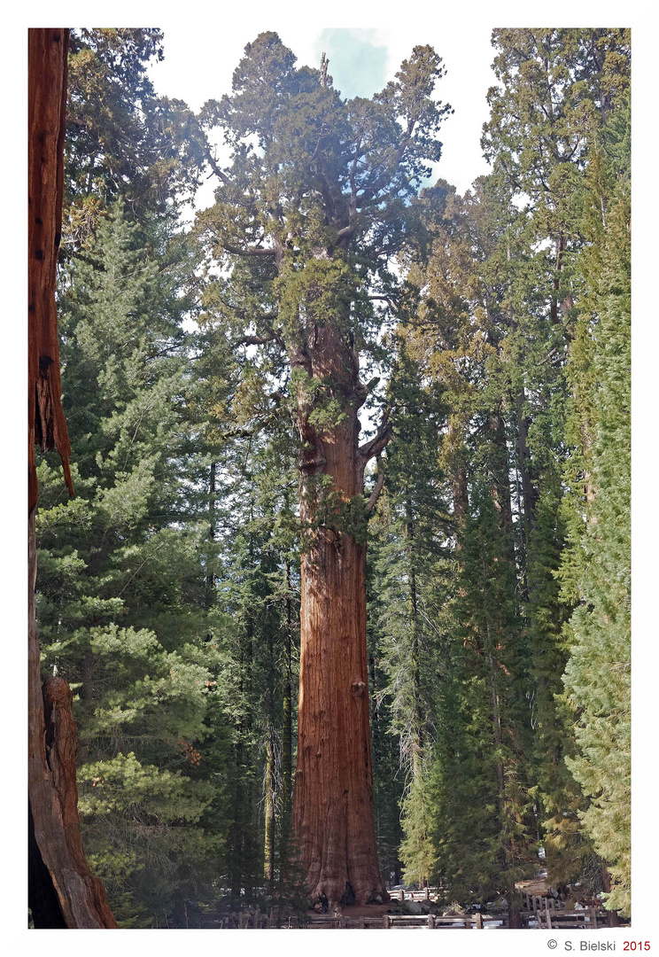 the largest single stem tree in the world