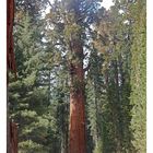 the largest single stem tree in the world