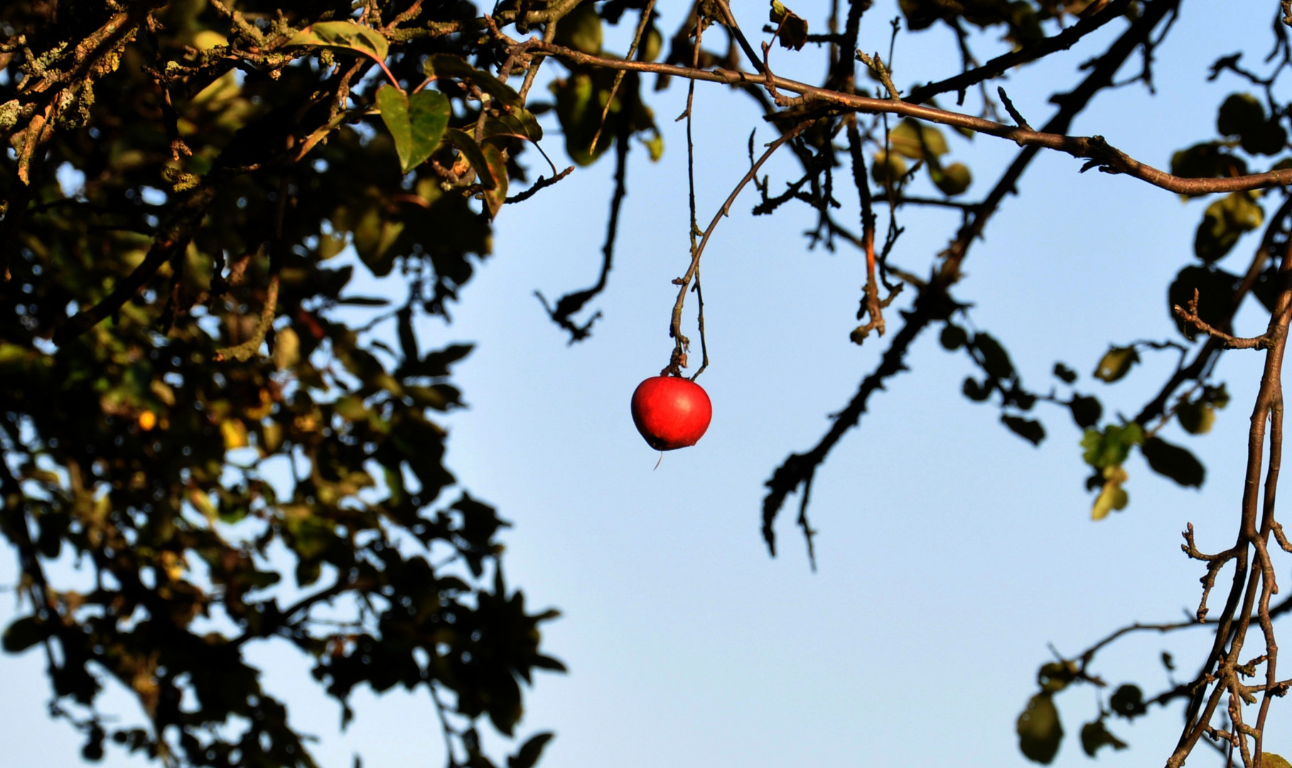 the last apple