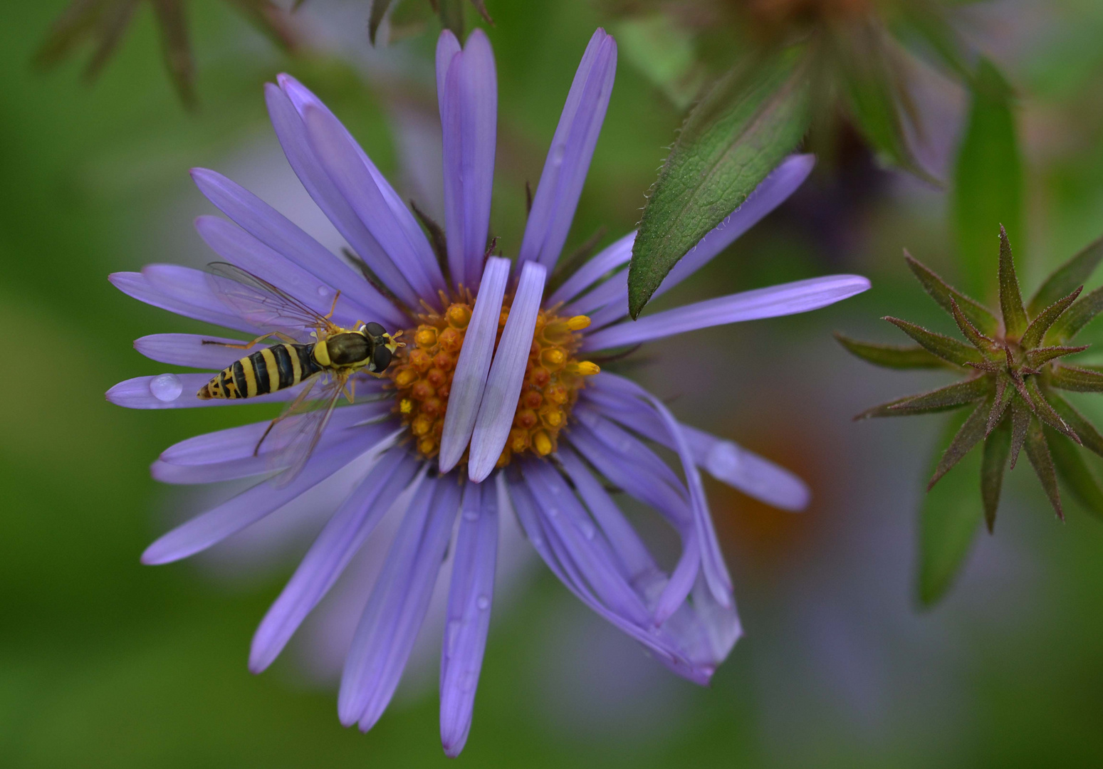 the last autumn flowers 2