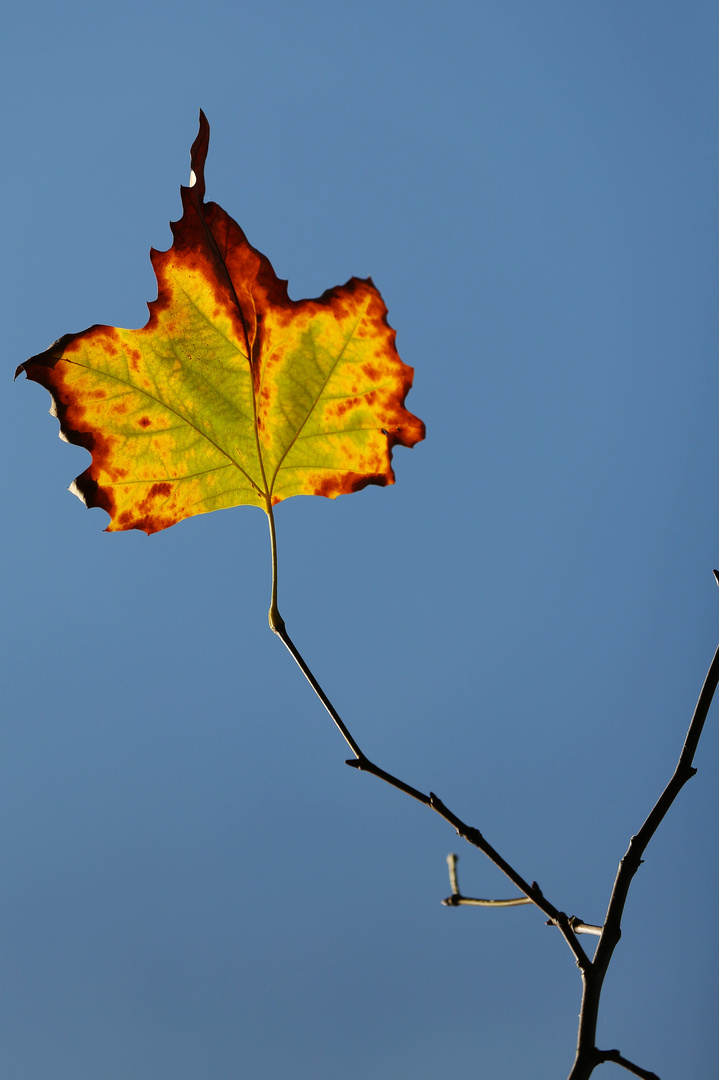 The Last Autumn Leaf