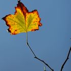 The Last Autumn Leaf