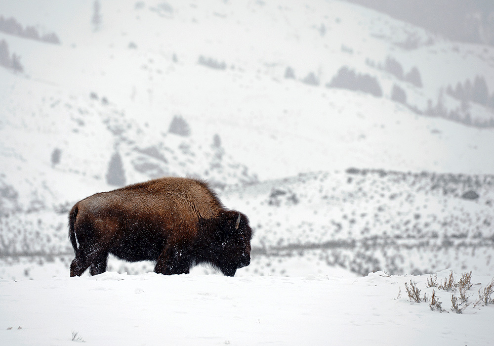 The last Bison