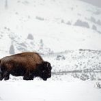 The last Bison