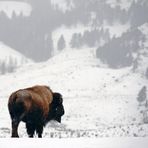 The last Bison