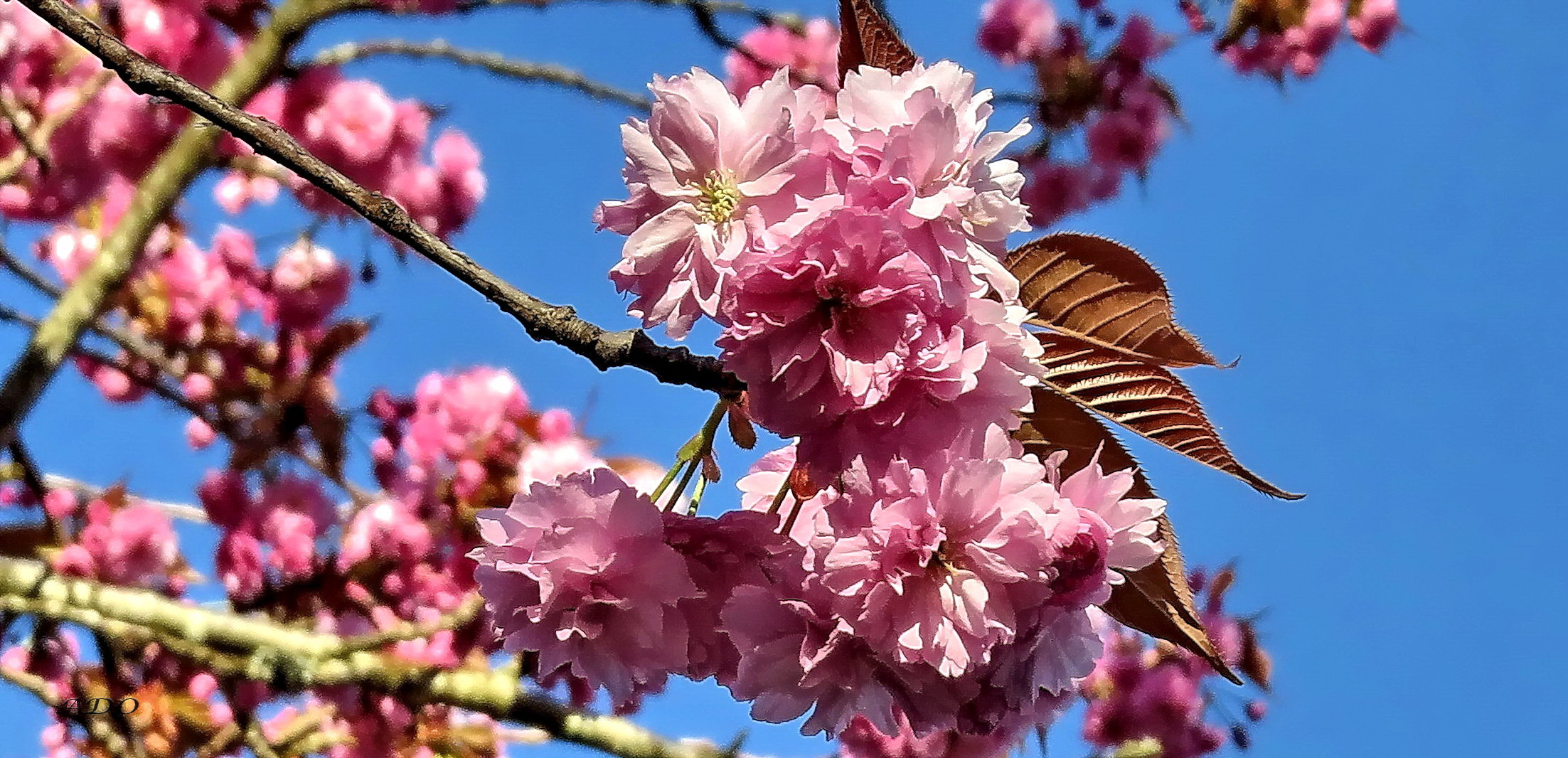 the Last Blossoms