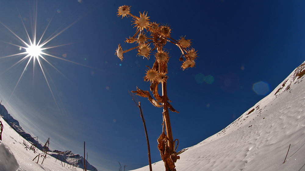 the last flower on earth