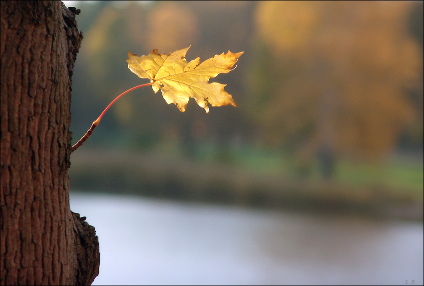 The last leaf