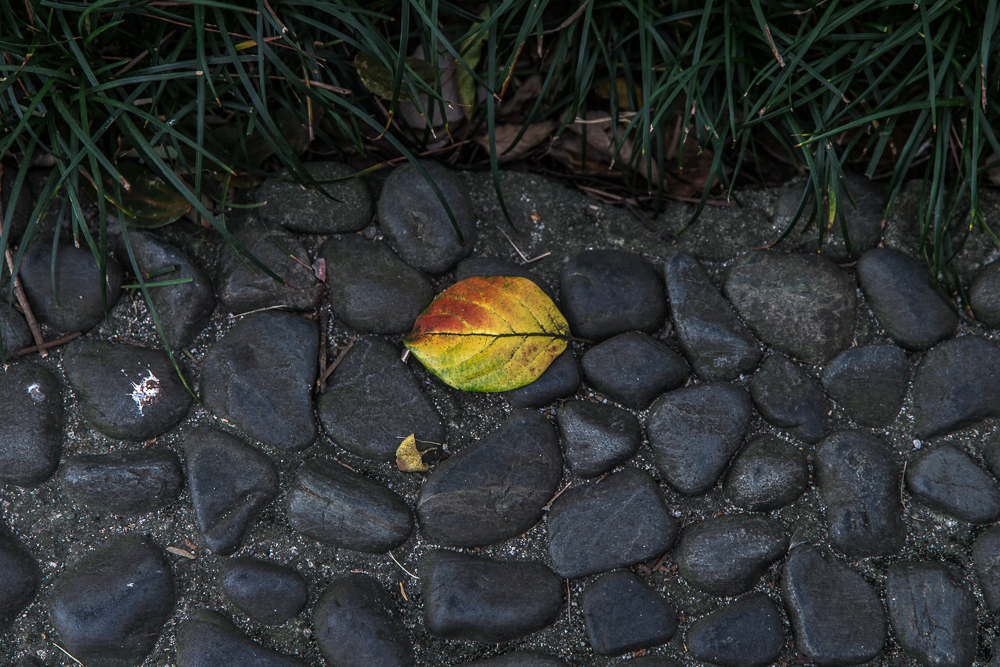 the last leaf