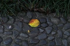 the last leaf